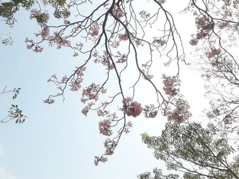 Tree tops and sky 写真素材