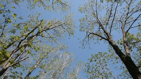 Tree-tops and wind Video stock 102491214