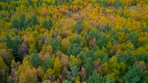 Tree tops with autumn colors Stock Footage 252591609