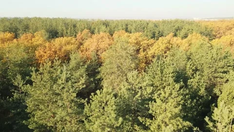 Tree tops in autumn forest Stock Footage 204125148