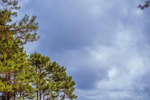 Tree tops The background is a large cloud, white, suitable as a background im Stock Photos