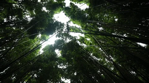 Tree Tops in a Bamboo Forest Stock Footage 115510623