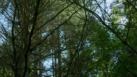 TREE TOPS ON A BEAUTIFUL DAY 스톡 동영상 105416125