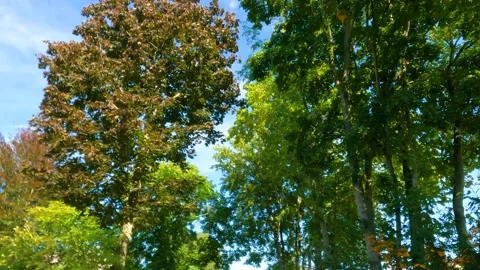 Tree Tops From Below With Perfect Sun And Blue Sky 動画素材 162835854