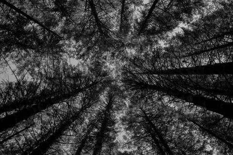 Tree tops from below Stock Photos