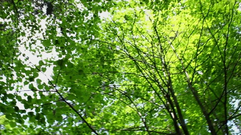 Tree tops from below - steadicam camera rotating Stock Footage 40673638