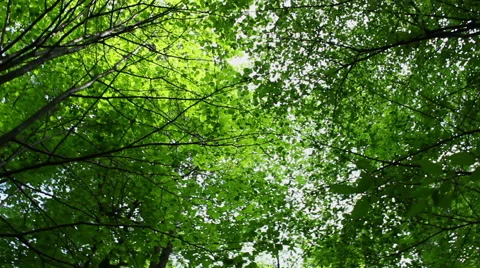 Tree tops from below - steadicam camera rotating Stock Footage 40674787