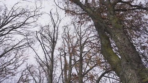 Tree tops from below. Winter. Video stock 170515931