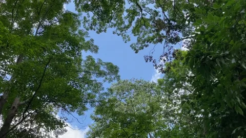 Tree tops blowing gently in the wind Stock Footage 204766781