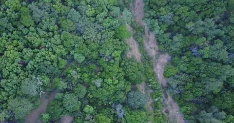 Tree Tops Blowing in the Wind Stock Footage 76723951