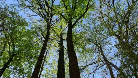 Tree Tops Blowing In The Wind 動画素材 188409035