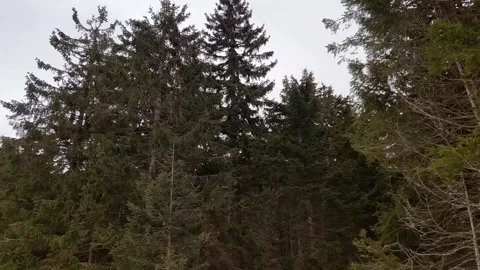 Tree Tops Blowing in the Wind Slow Motion Video stock 268186178