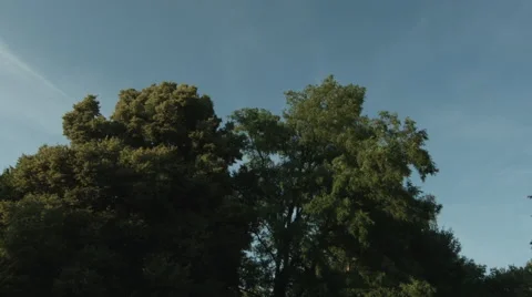 Tree tops with a blue sky in the background in slowmotion Stockbeeldmateriaal 65376691