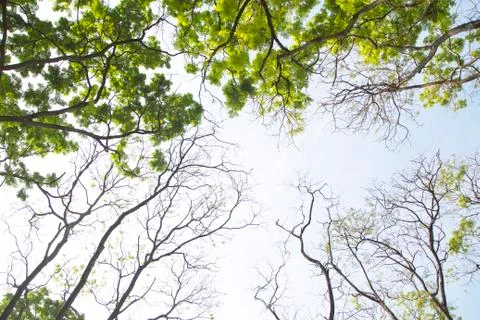 Tree tops with blue sky background Stock Photos