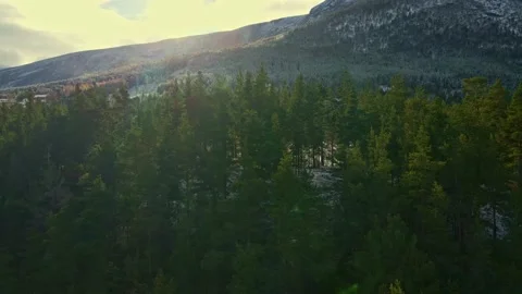 Tree tops of a boreal mountain forest at dusk Stock Footage 142789968