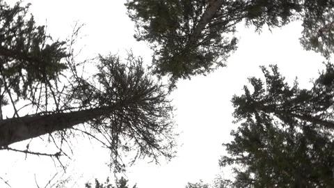 Tree tops from the bottom Stock Footage 151250305
