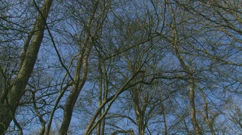 Tree tops branches against blue sky early spring 1080i Stock Footage 10863826