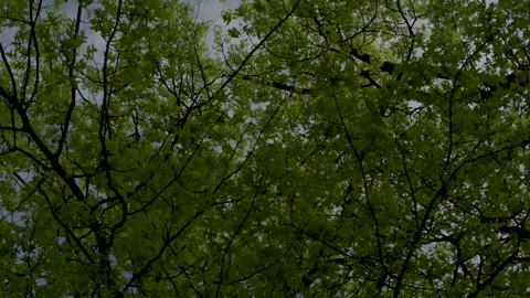 Tree Tops Camera Rotates Stock Footage 277423431