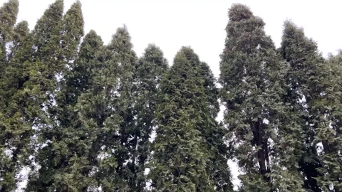 Tree tops in a clear day against the sky. Stock Footage 260324514
