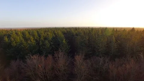 Tree tops of a coniferous forest Stock Footage 93783075