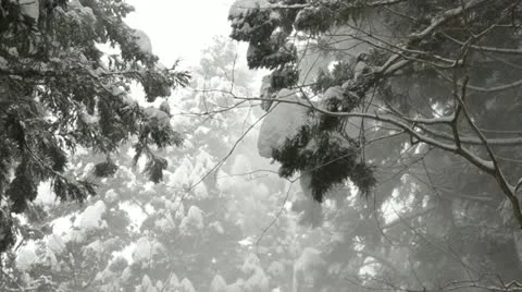 Tree tops covered in a heavy layer of snow in Jigokudani, Nagano, Japan. 動画素材 11363855