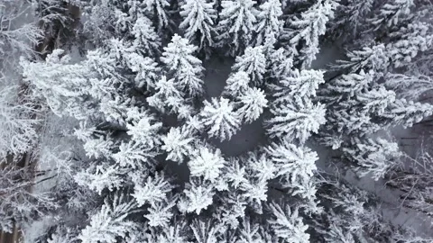 Tree tops covered in heavy snow from above Video stock 146730150