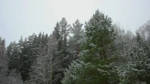 Tree tops covered with snow on a cold and windy day Stock Footage 145200477