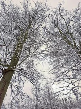 Tree tops covered with snow 스톡 사진