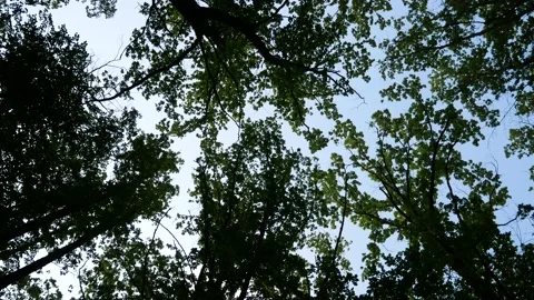 Tree tops in deciduous forest against blue sky Stock Footage 194964344