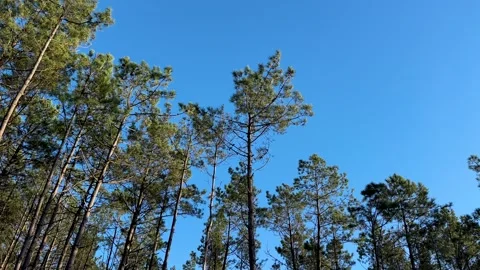 Tree tops with a deep blue sky on a sunny afternoon in Galicia Stock Footage 263852478
