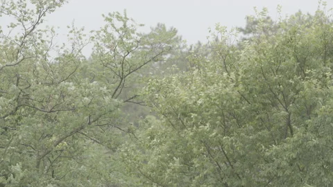Tree tops during heavy bursts of wind Stock Footage 160150381