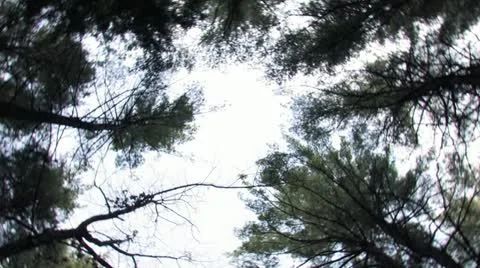 Tree Tops Video stock 11126350