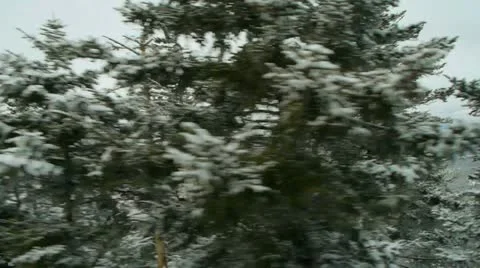 Tree Tops 스톡 동영상 21363575