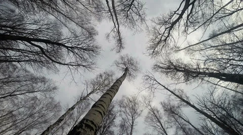 Tree Tops Video stock 37120981