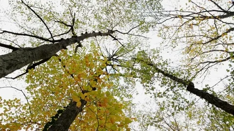 Tree-Tops Stock Footage 52478814