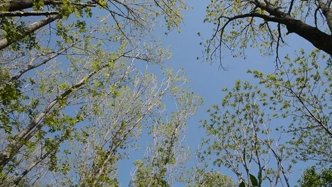 Tree-tops Stock Footage 103348379