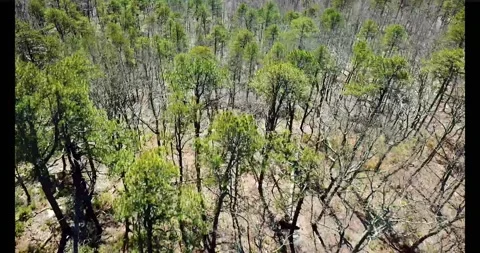 Tree Tops Stock Footage 134218196