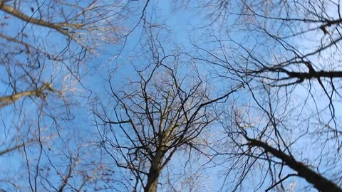 Tree Tops Video stock 145220173