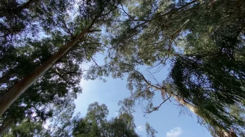 Tree tops Stock Footage 158054232