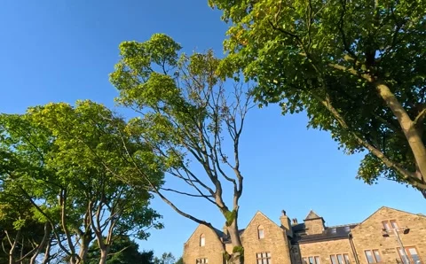 Tree Tops Stock Footage 284773144