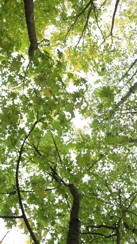Tree tops Stock Footage 327296164
