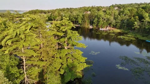 Tree Tops Stock Footage 342819818