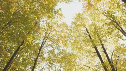 Tree tops in the forest Stock Footage 218462538