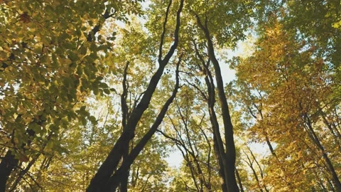 Tree tops in the forest Video stock 219352891