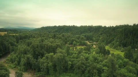 Tree tops in the forest. Forest. Stock Footage 39949545