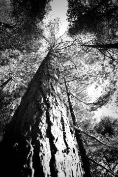Tree tops in the forest Stock Photos