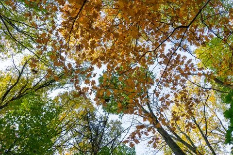 Tree tops in the forest Stock Photos