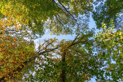 Tree tops in the forest Foto stock