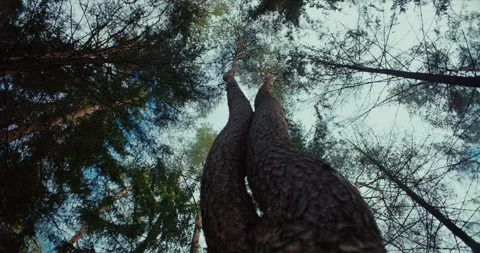 Tree Tops Forest Scene Stock Footage 250785525