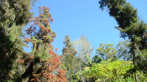 Tree tops in Griffith Park Stock Footage 45991166